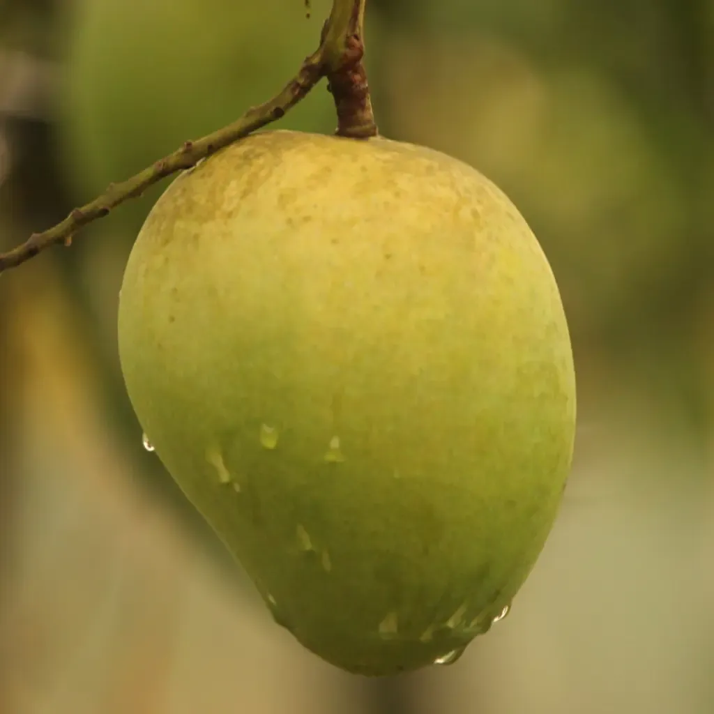 Fresh Govindobhog Mango 2