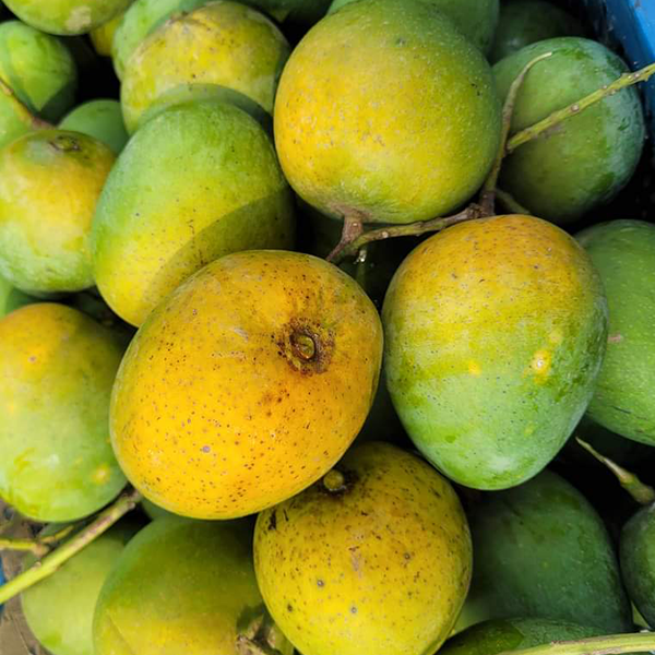 Fresh Govindobhog Mango 4