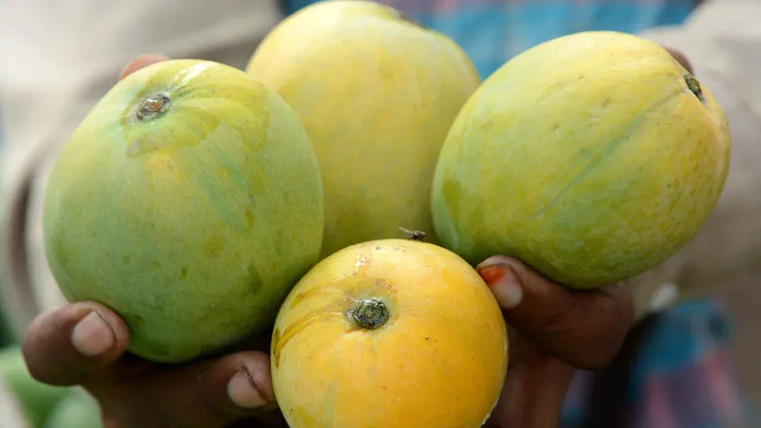 Fresh Govindobhog Mango 3