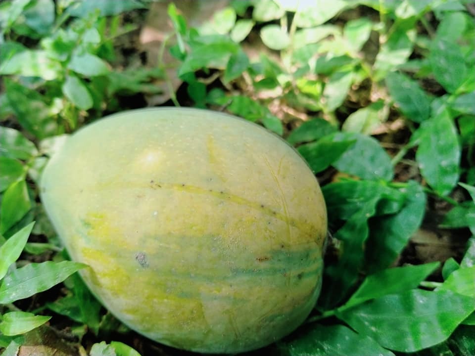 Fresh Govindobhog Mango 5