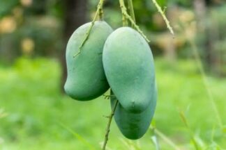 আম্রপালি আম (২৪কেজি)