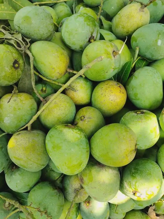 Rajshahi Himsagor Mango 2