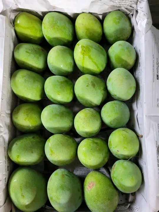 Rajshahi Himsagor Mango 3