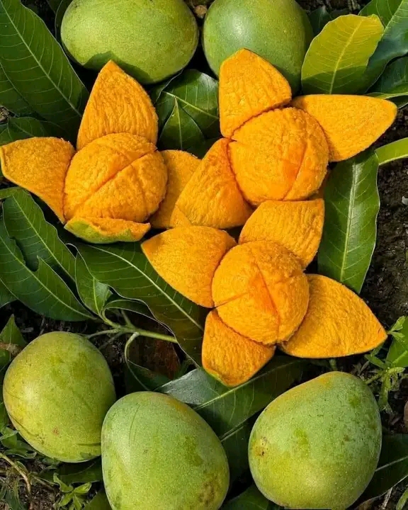 Rajshahi Himsagor Mango 1