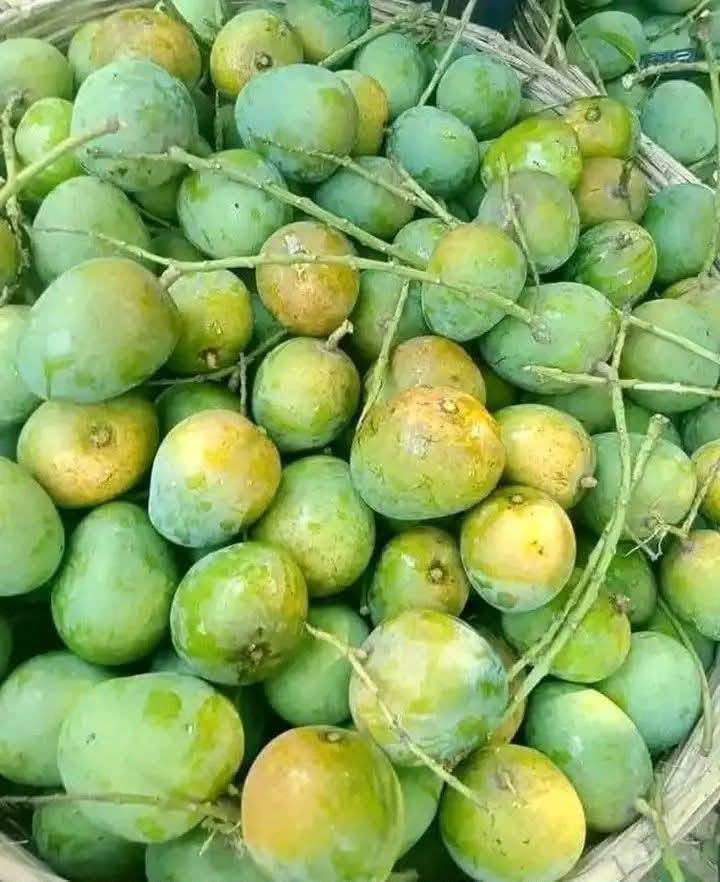 Rajshahi Himsagor Mango 4
