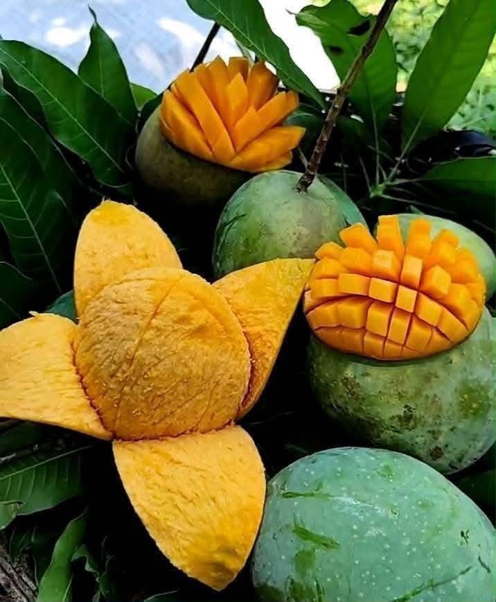 Rajshahi Himsagor Mango 5